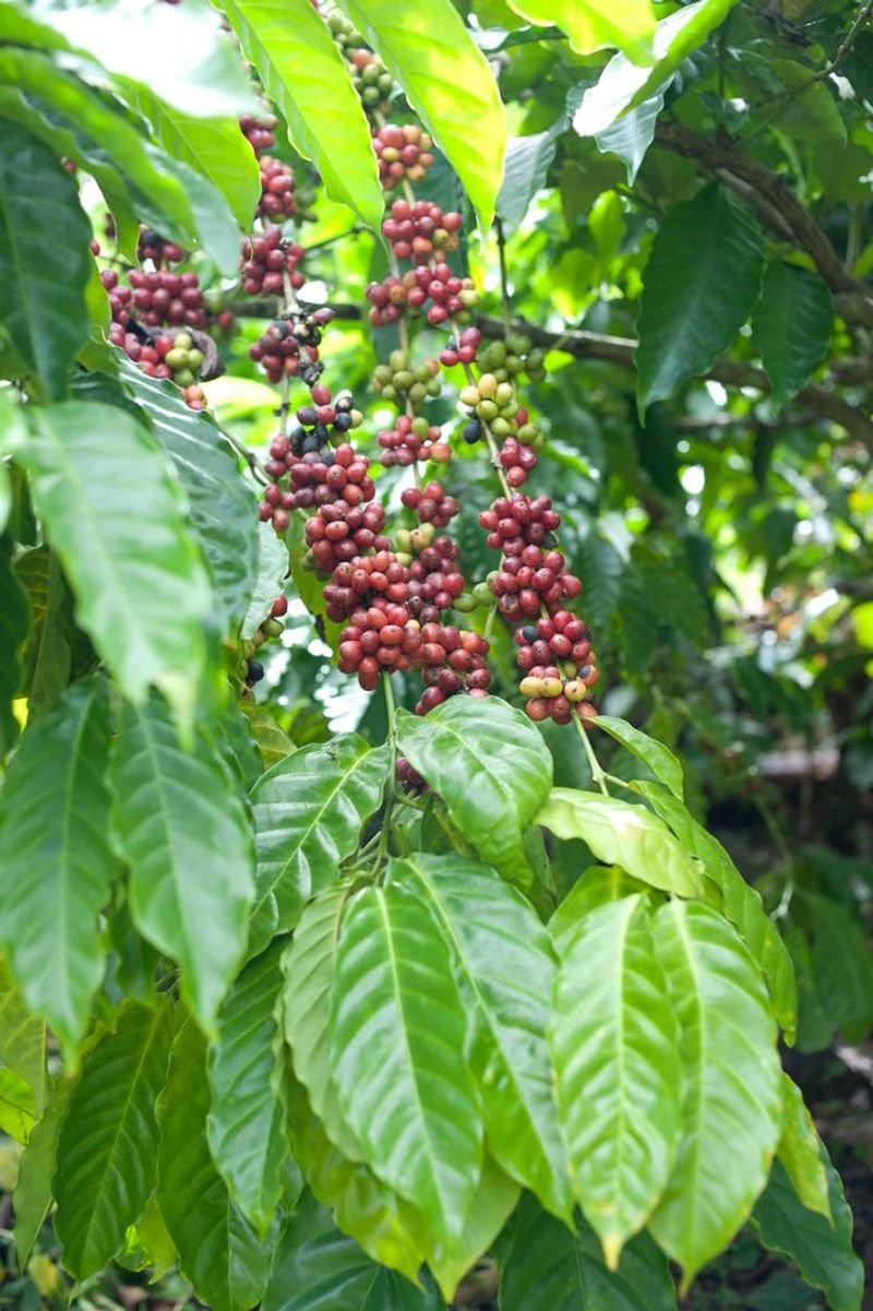 resources of Honey Robusta Coffee Bean exporters