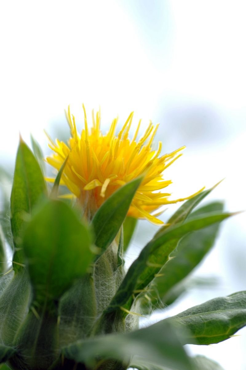 resources of Common Dandelion exporters