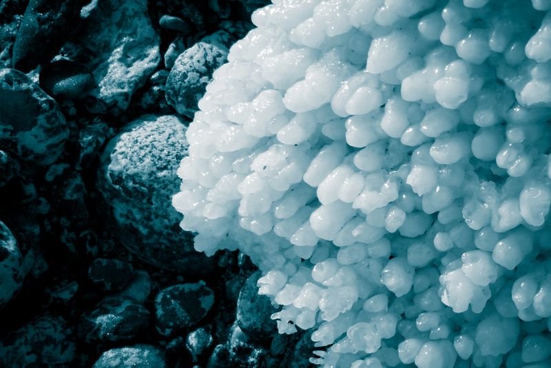 resources of Frozen Mystus exporters