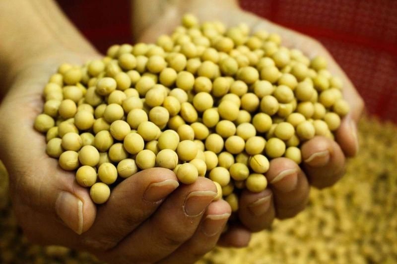 resources of Soybean Meal exporters