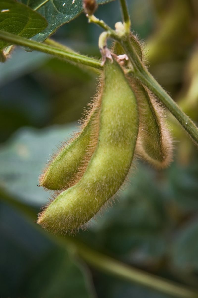 resources of Senna Pods exporters