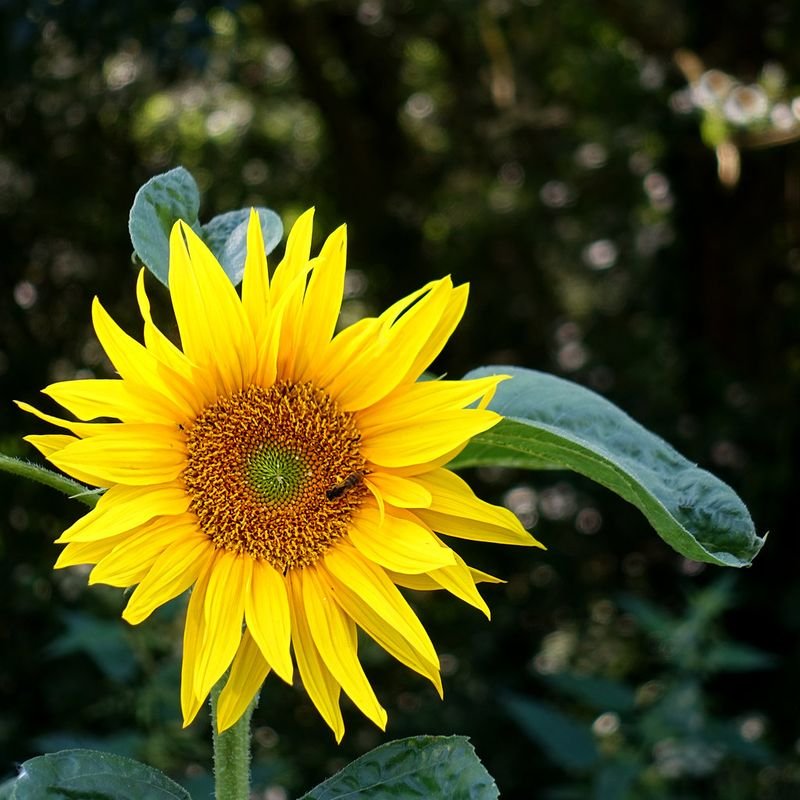 resources of Sunflower Meal exporters