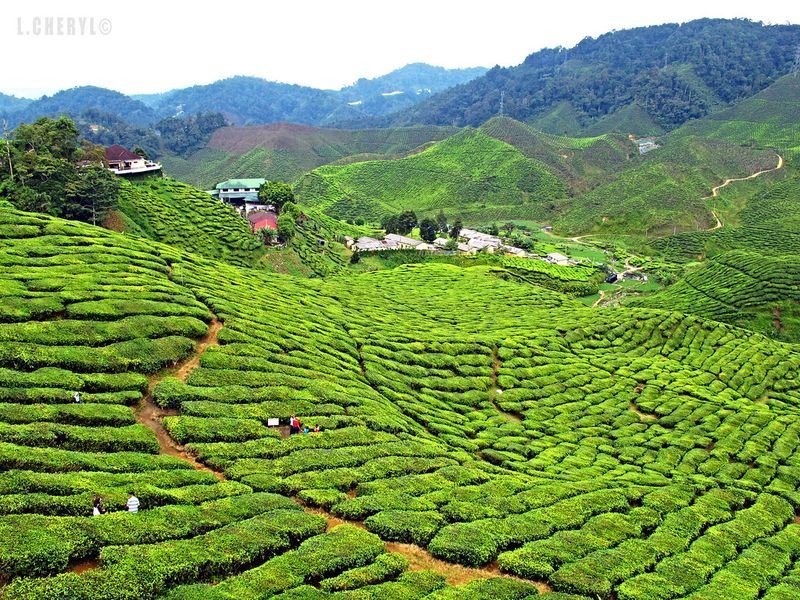 resources of Ceylon Green Tea Thurson Kiwi & Strawberry exporters