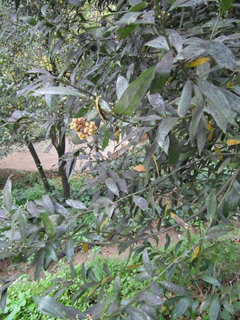 resources of Loquat exporters