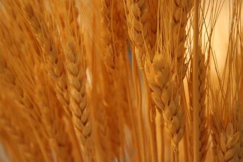 resources of Semolina Coarse exporters