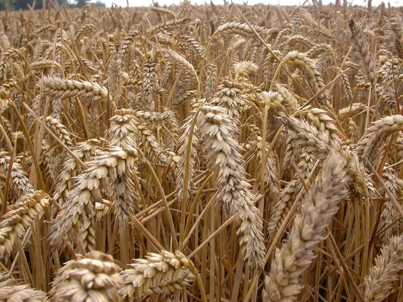 resources of Hard wheat exporters resources of Hard wheat exporters