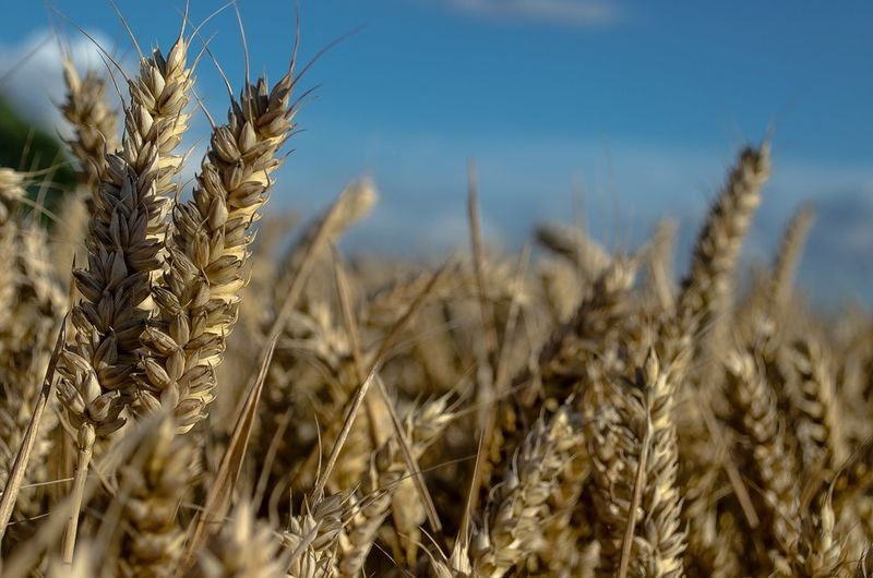 resources of Farina semolina (suji) exporters
