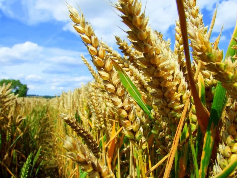 resources of Organic Whole Wheat Atta exporters
