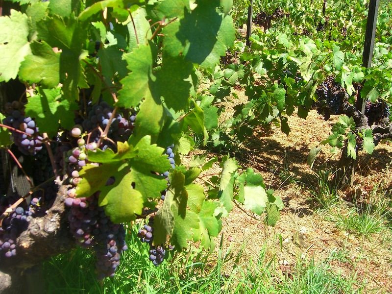 resources of French wine, Loire, Sauvignon Blanc, Domaine Gibault exporters resources of French wine, Loire, Sauvignon Blanc, Domaine Gibault exporters