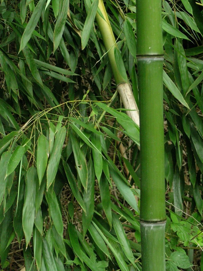 resources of Artificial Bamboo Tree Ourdoor Descoratin exporters