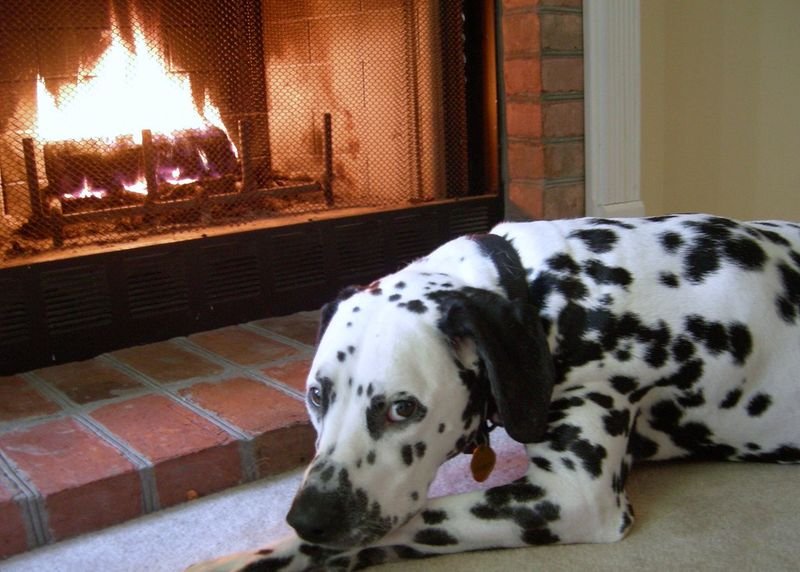 resources of My Dog Mini Great Dane Sitting exporters