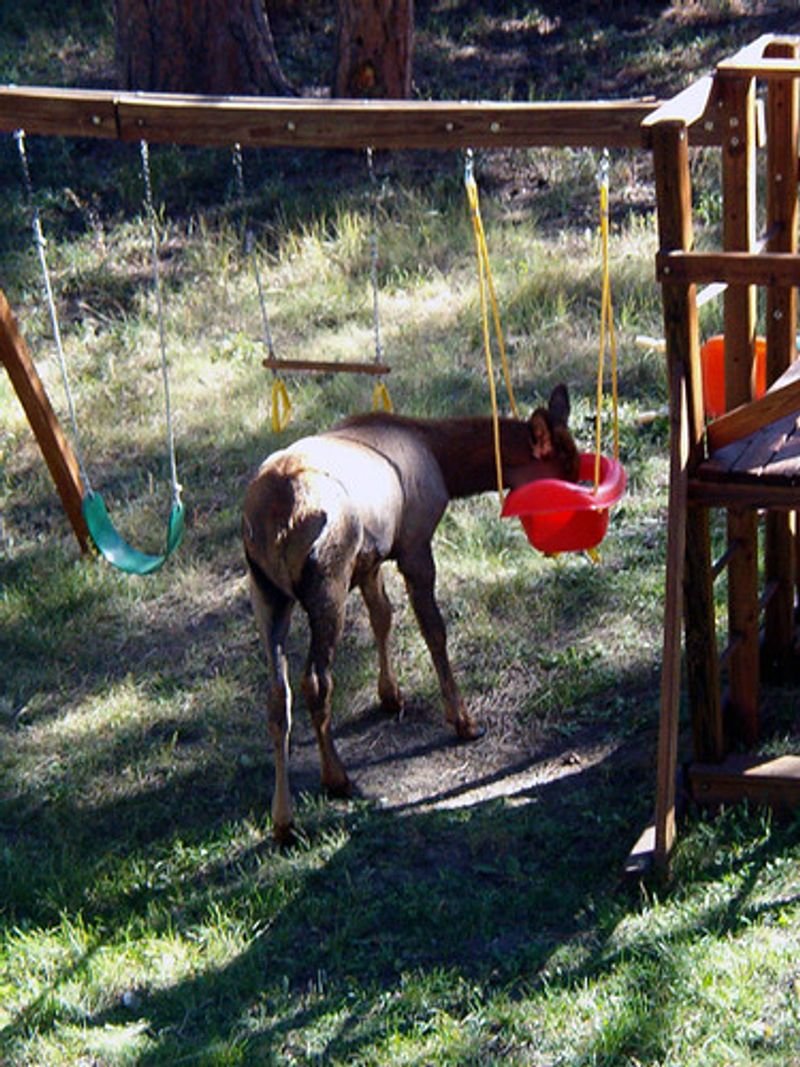 resources of Alive Saanen Goats exporters
