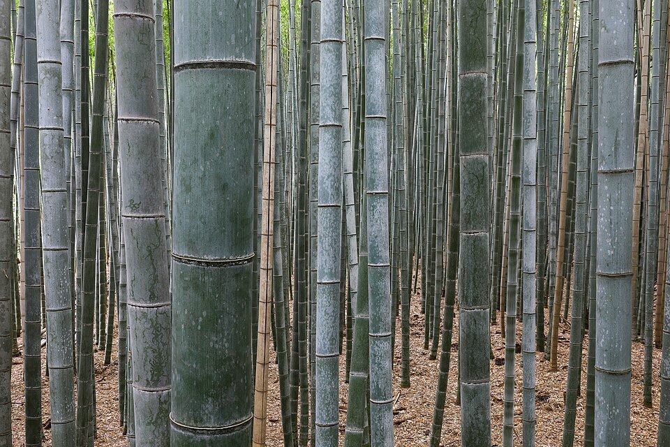 resources of Bamboo Drinking Straws exporters