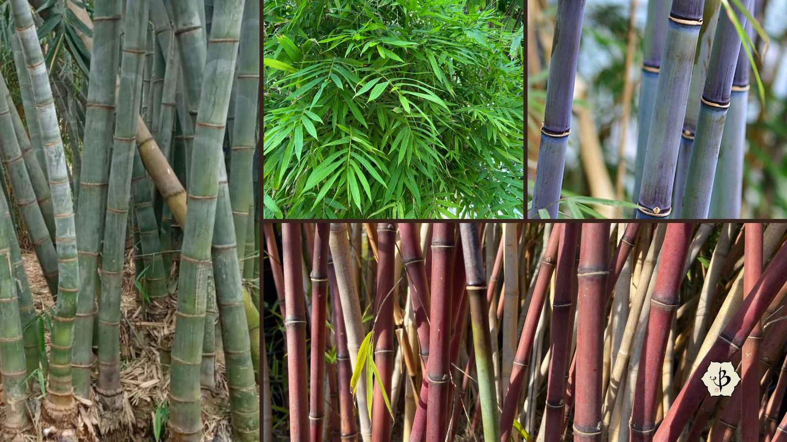 resources of Bamboo Skewer exporters