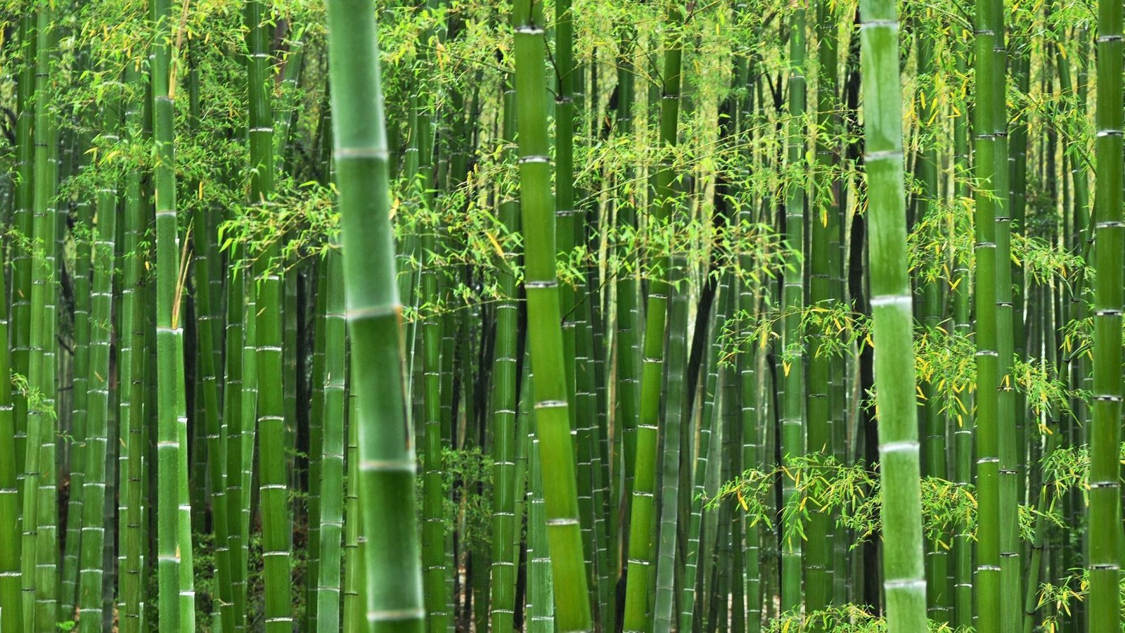 resources of Bamboo bottle exporters
