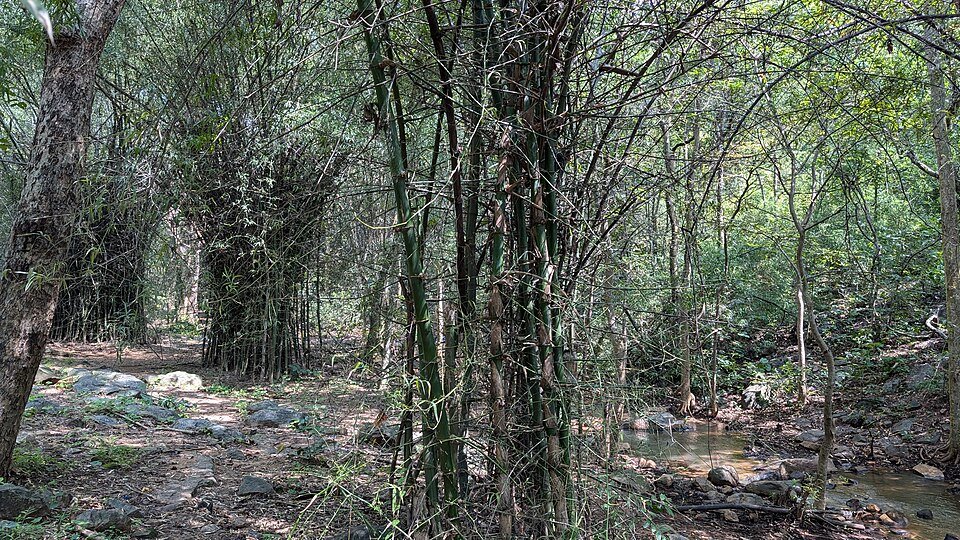 resources of Bamboo Skewer exporters