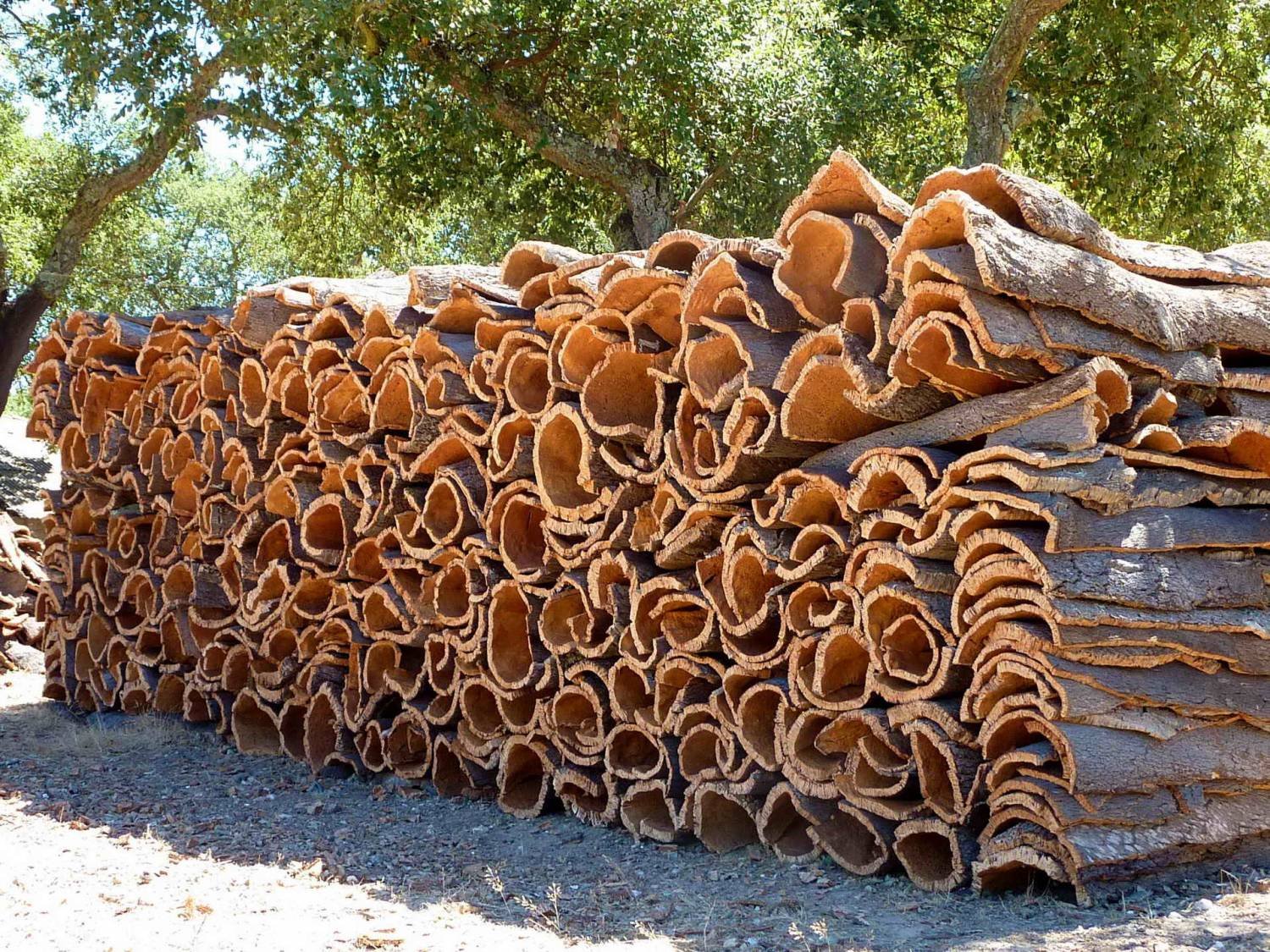 resources of Eucalyptus Logs exporters