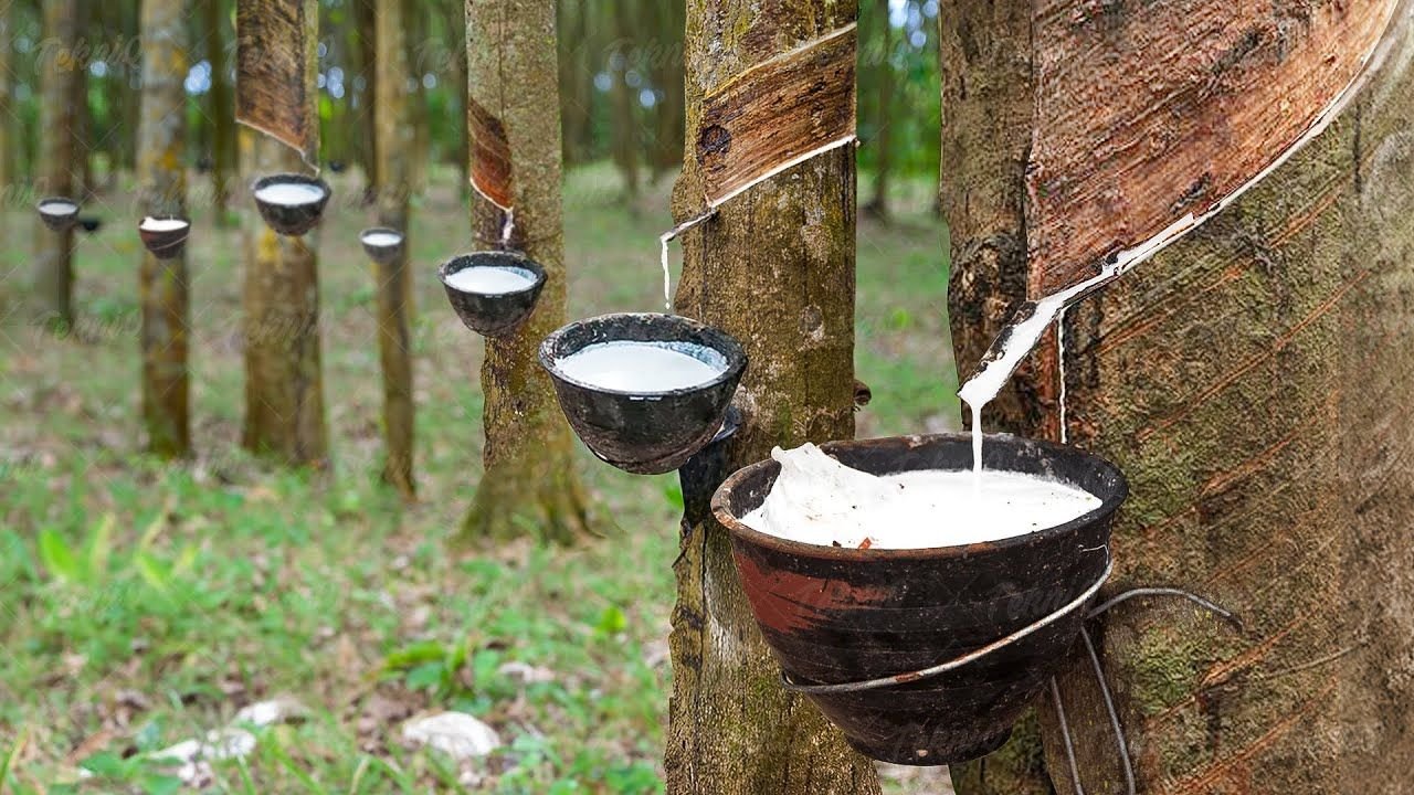 resources of Rubber Plantation exporters