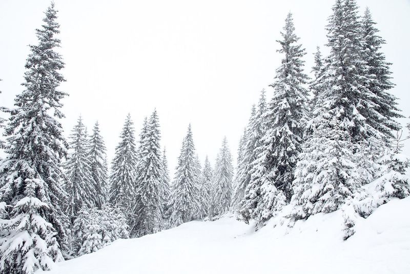 resources of SITKA SPRUCE WOOD exporters