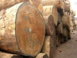 Teak Wood Logs Exporters, Wholesaler & Manufacturer | Globaltradeplaza.com