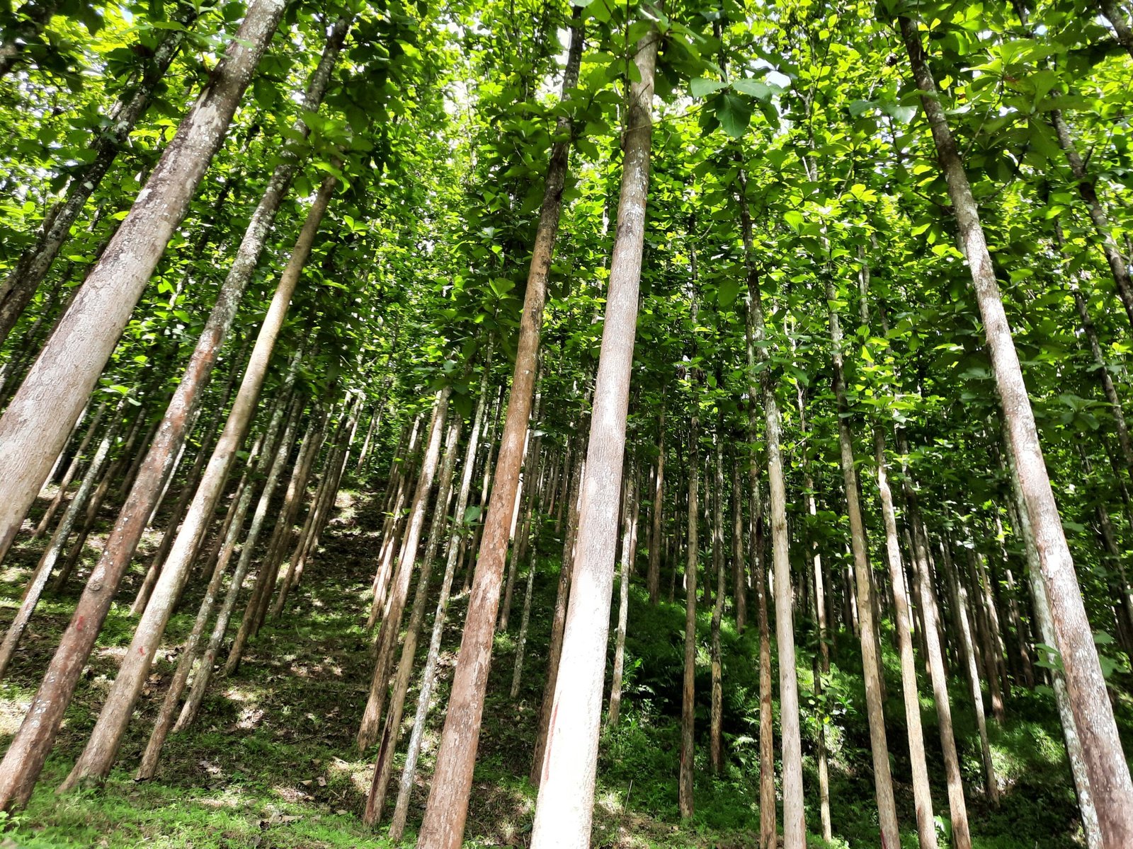 resources of Agape's Wood exporters