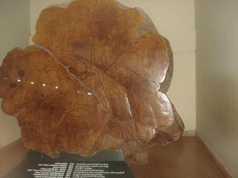 resources of Benin Teak Wood Rough Square Logs exporters