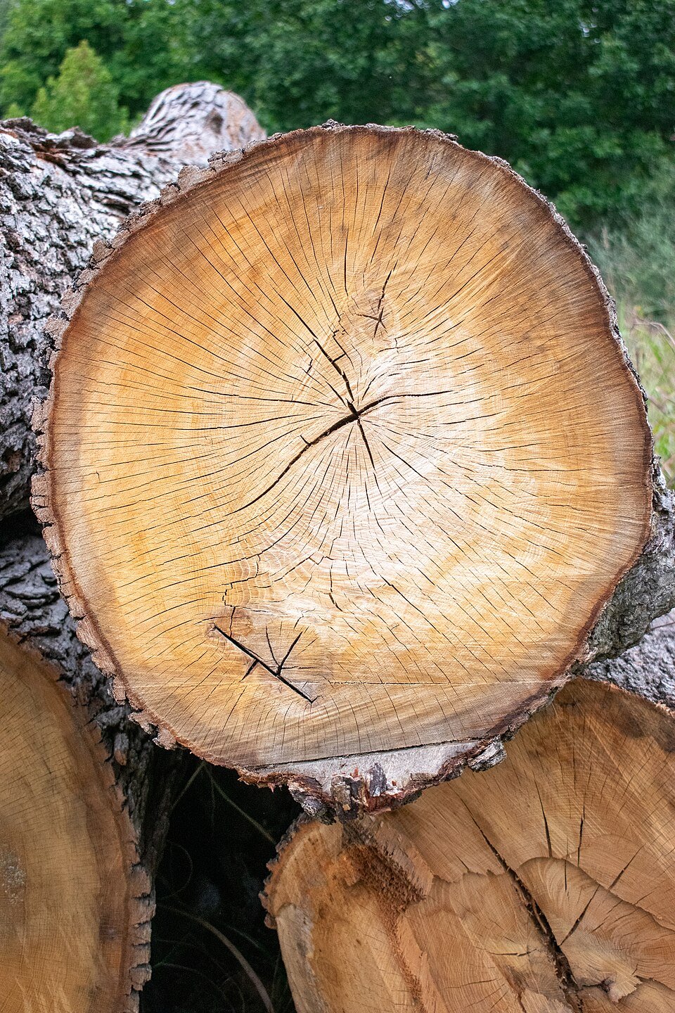 resources of Premium Timber exporters