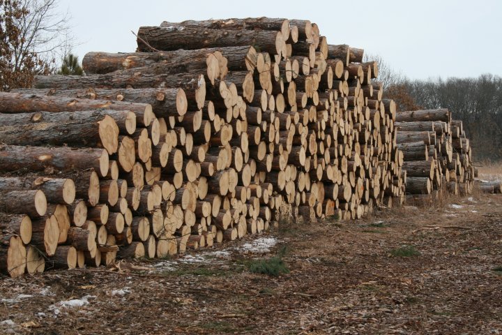Wood Logs Exporters, Wholesaler & Manufacturer | Globaltradeplaza.com