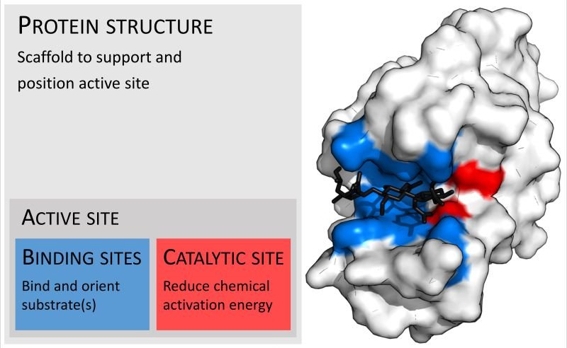 resources of Rose Complex Enzyme exporters