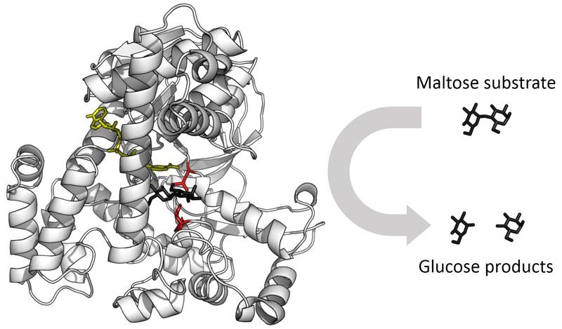 resources of DNA modifying enzymes exporters