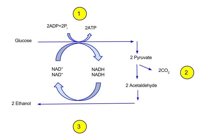 resources of Polivinyl Alcohol (Pva) exporters