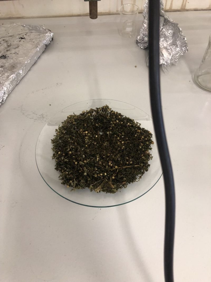 resources of Dried Papaya Leaf For Tea exporters