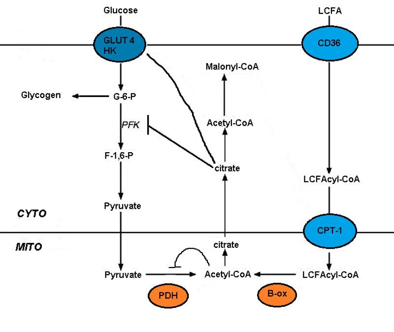 resources of Palm acid oils exporters resources of Palm acid oils exporters