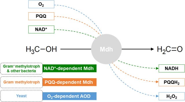 resources of Methanol exporters