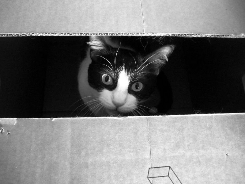 resources of Laser Funny Cat Camera exporters