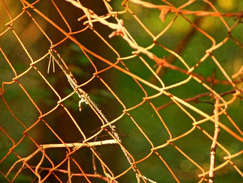 resources of Bird Net exporters