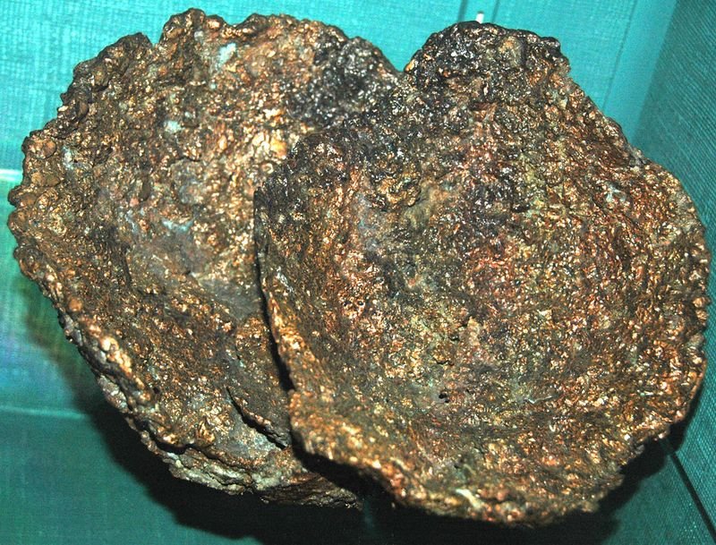 resources of Dried Murex Operculum exporters