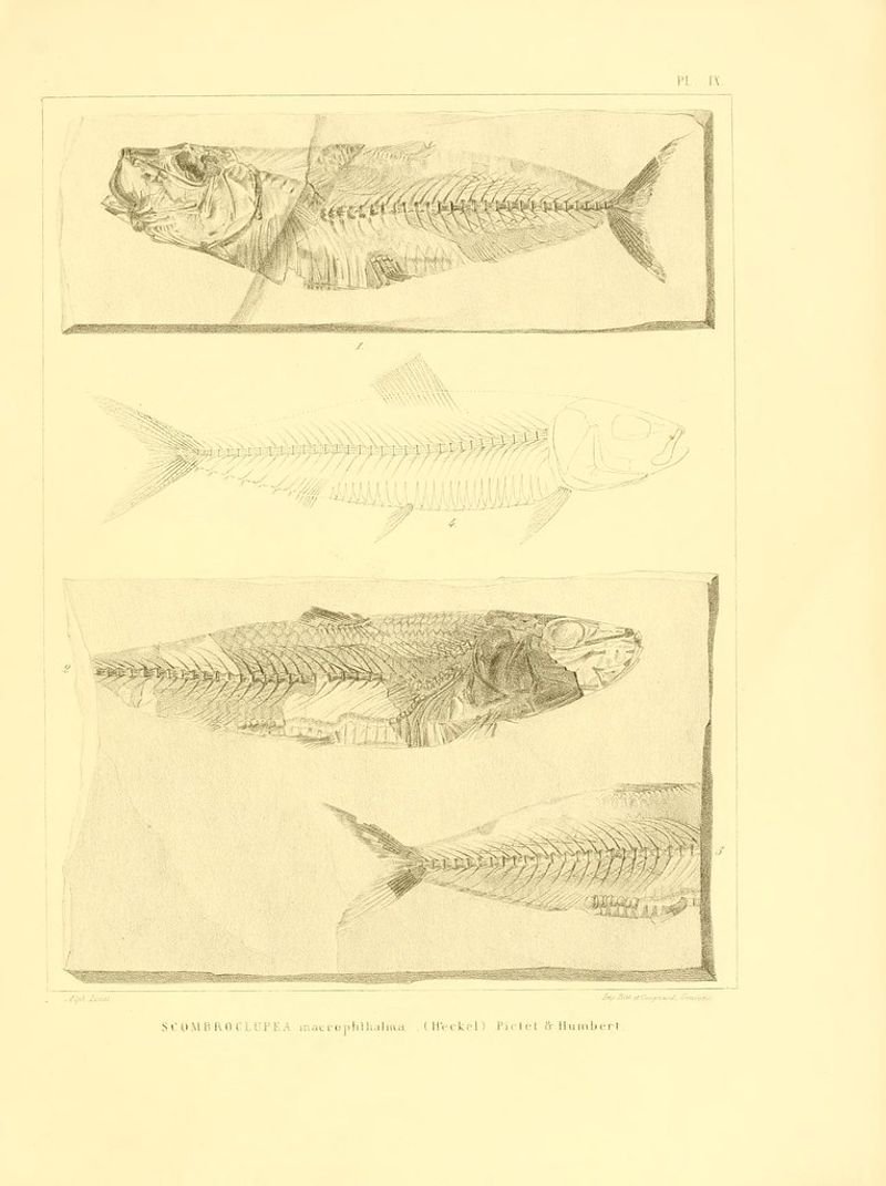 resources of Butterfish (Peprilus Medius) exporters