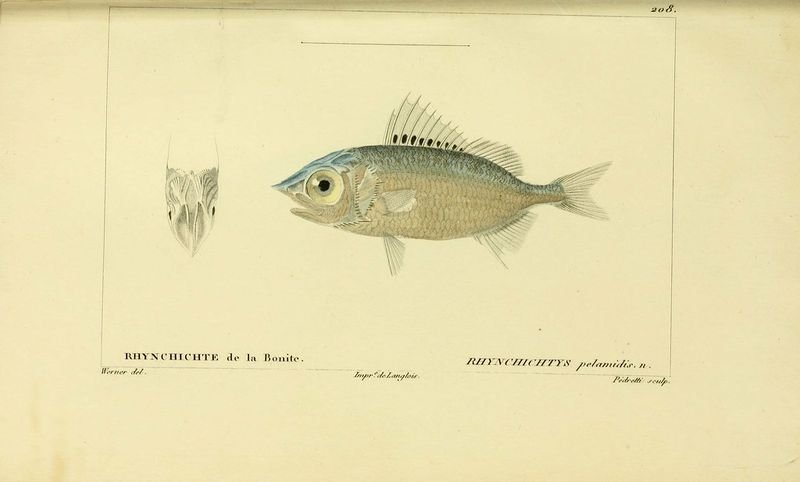 resources of King Fish (scomberomorus Guttatus) exporters