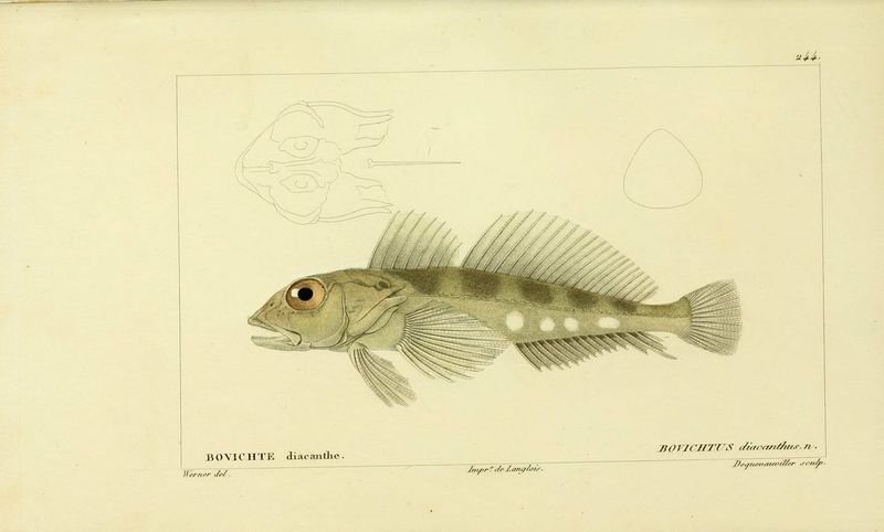 resources of Little Tunny (Euthynnus Alletteratus) exporters