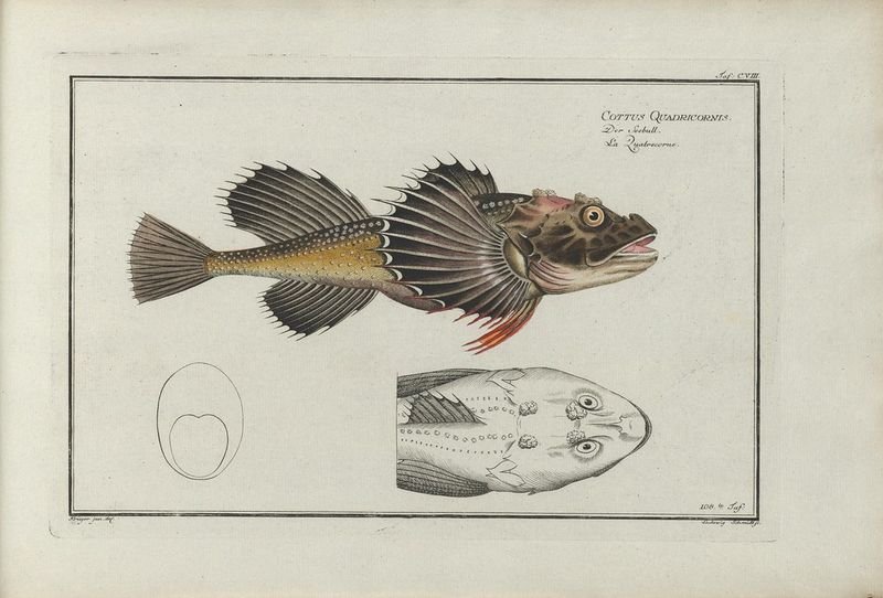 resources of Patagonian Toothfish (Dissostichus Mawsonni) exporters resources of Patagonian Toothfish (Dissostichus Mawsonni) exporters
