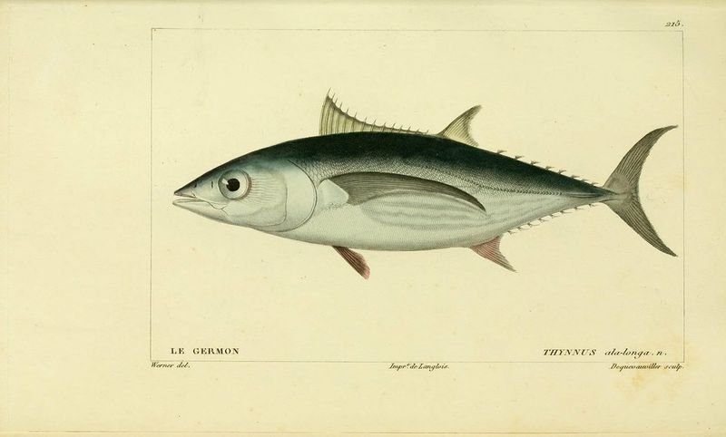resources of Pacific Mackerel (Scomber Japonicus) exporters resources of Pacific Mackerel (Scomber Japonicus) exporters
