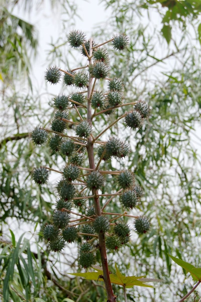 resources of Jamaica Black Castor Oil exporters