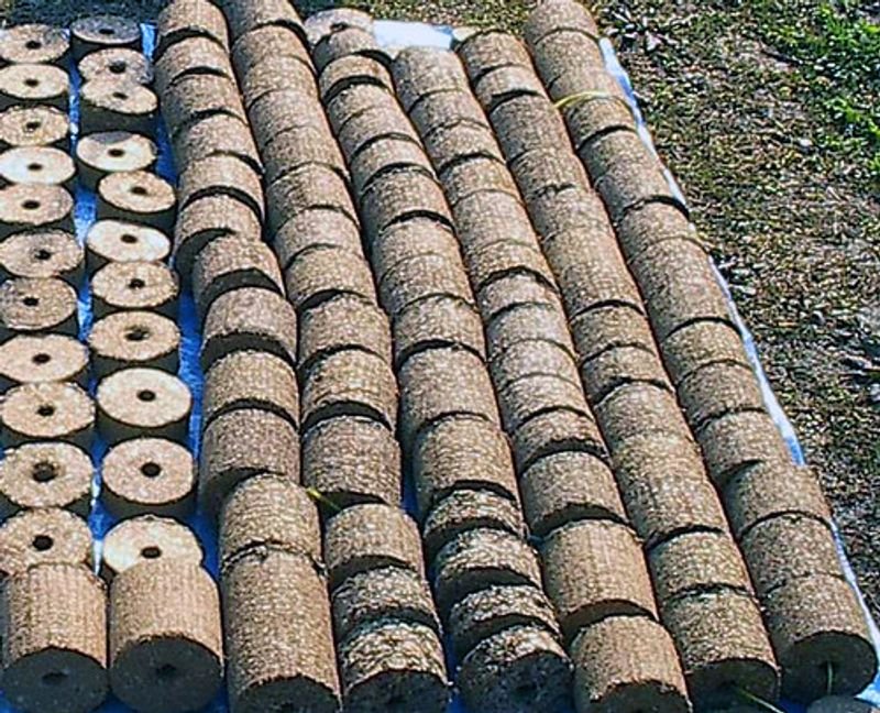resources of Rice husk briquette exporters