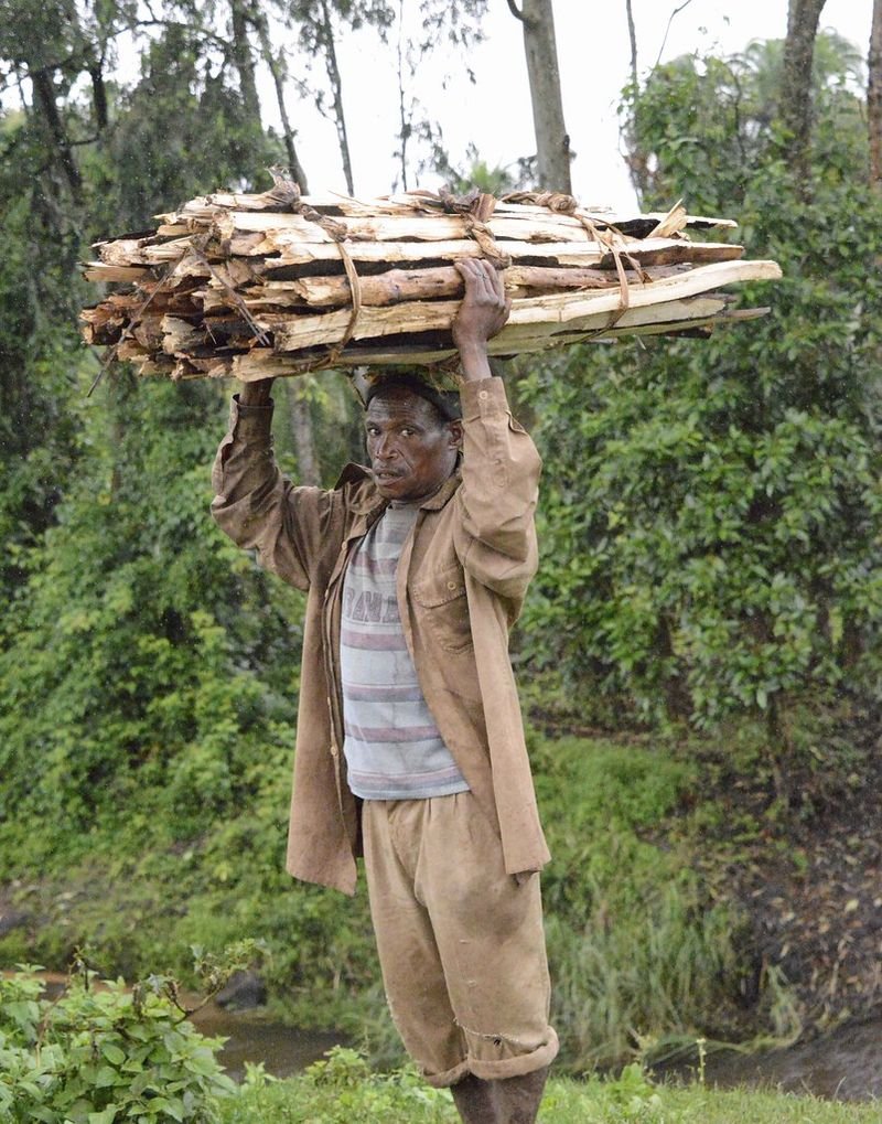 resources of Firewood Beech exporters