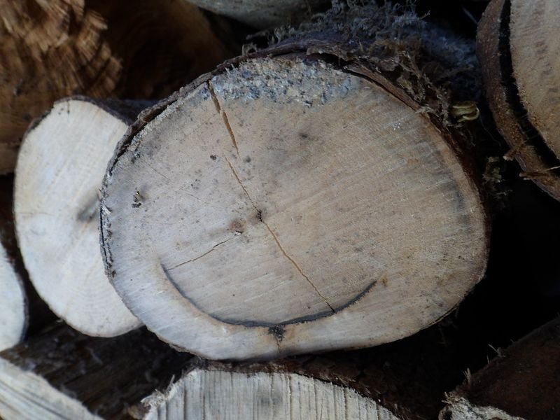 resources of Dry Beech Oak Firewood in Pallets exporters