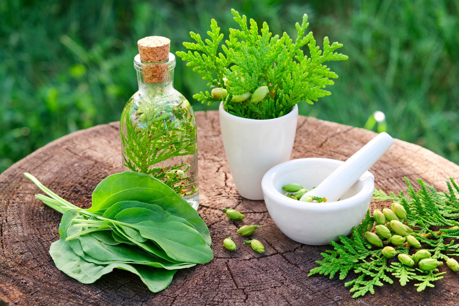 resources of Moringa Leaf & Seed Extract exporters resources of Moringa Leaf & Seed Extract exporters