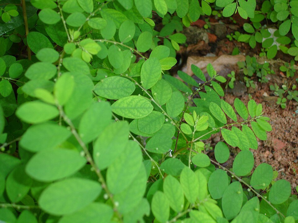 Medicinal Herbs Exporters, Wholesaler & Manufacturer | Globaltradeplaza.com