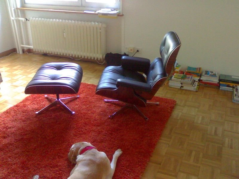 resources of My Dog Chihuahua Brown Lying exporters