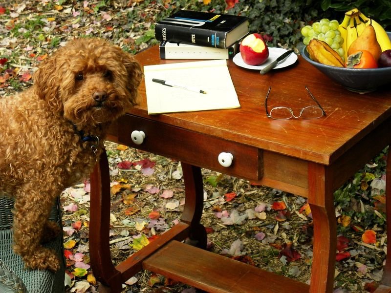 resources of My Dog - Toy Poodle Dog Choco exporters